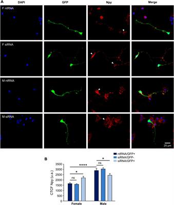 Epigenetic modifier Kdm6a/Utx controls the specification of hypothalamic neuronal subtypes in a sex-dependent manner